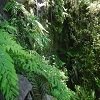 Plants: image 137 Of 208 Thumb